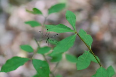 Bittacomorpha clavipes