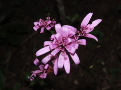 Calorezia prenanthoides