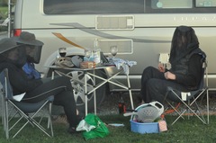 Culicoides impunctatus