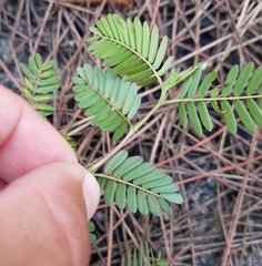 Chamaecrista deeringiana