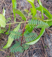 Chamaecrista deeringiana
