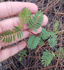 Chamaecrista deeringiana