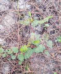 Chamaecrista deeringiana