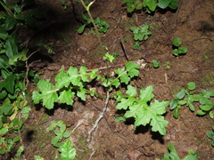 Calorezia prenanthoides