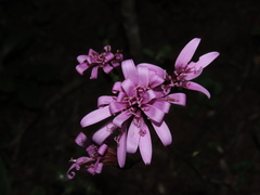 Calorezia prenanthoides