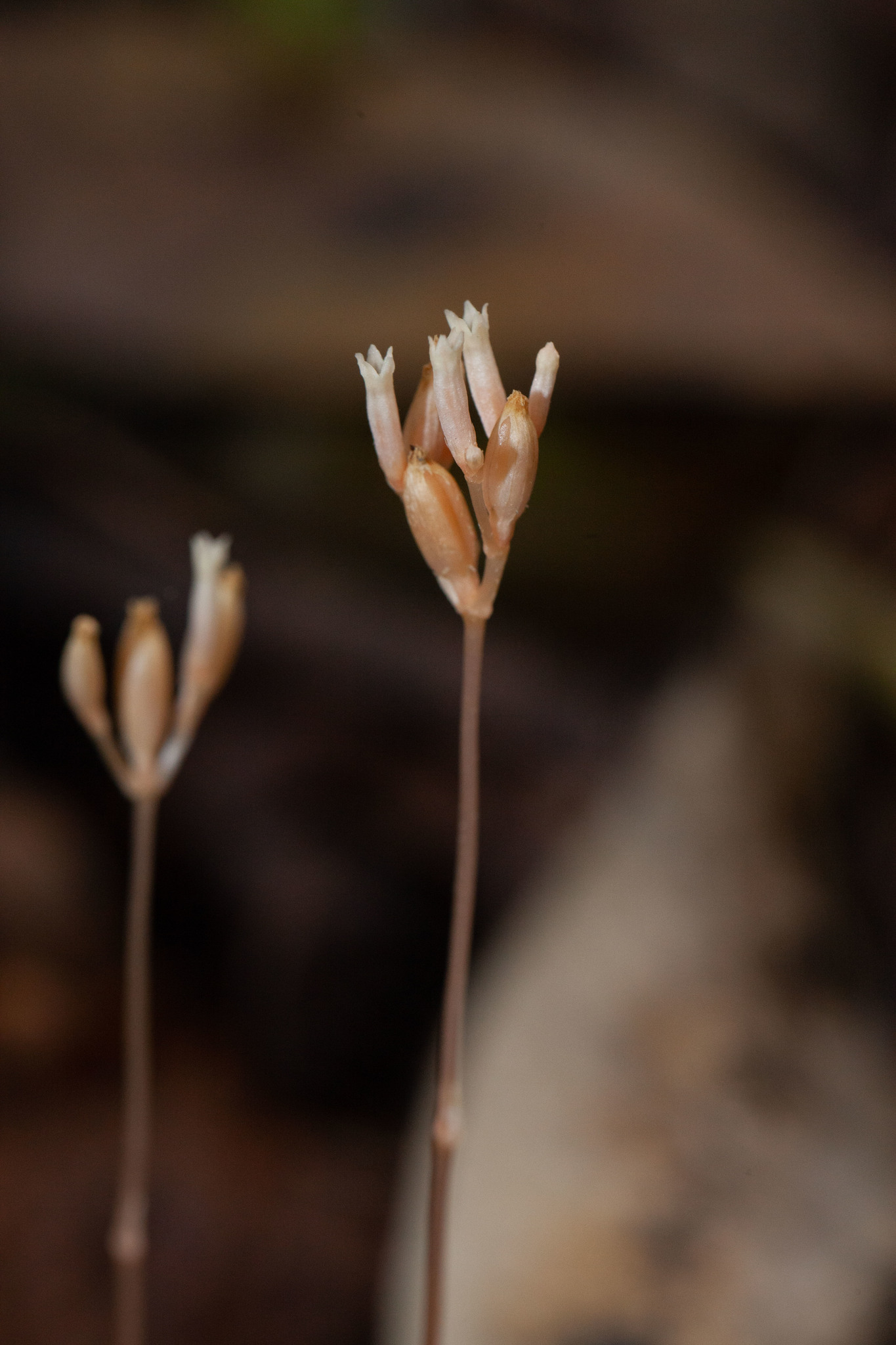 Voyria parasitica