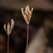 Parasitic Ghostplant - Photo (c) Riley Fortier, some rights reserved (CC BY-NC), uploaded by Riley Fortier