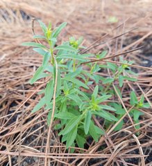 Brickellia eupatorioides floridana