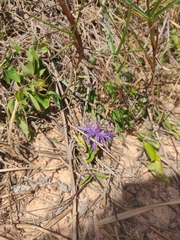 Passiflora subrotunda