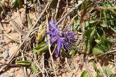 Passiflora subrotunda