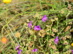 Mirabilis ovata