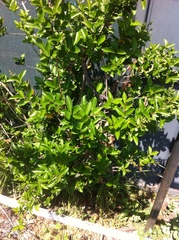 Trachelospermum jasminoides