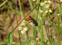 Chlorion hemipyrrhum