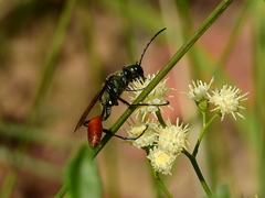 Chlorion hemipyrrhum