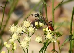 Chlorion hemipyrrhum
