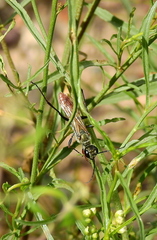 Chlorion hemipyrrhum