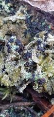 Cladonia cariosa