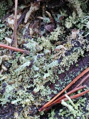 Cladonia cariosa