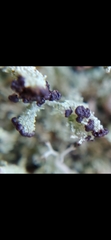 Cladonia cariosa