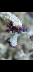 Cladonia cariosa