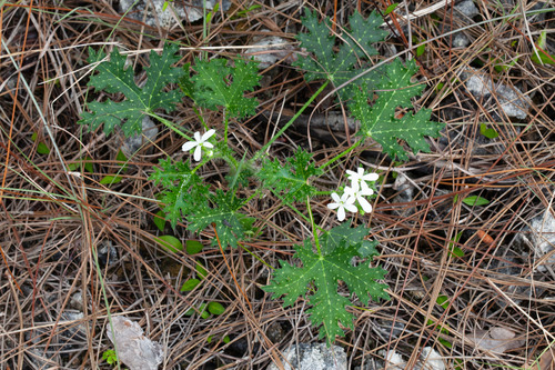 spurge nettle