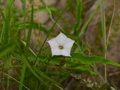 Convolvulus bonariensis