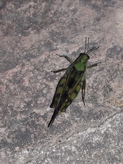 Paulinia acuminata