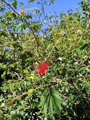 Calliandra tweediei
