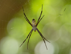 Argiope radon