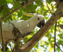 Cacatua galerita fitzroyi