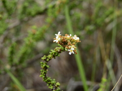 Acantholippia seriphioides