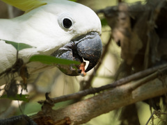 Cacatua galerita fitzroyi