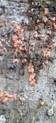 Bionectriaceae
