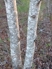 Bionectriaceae