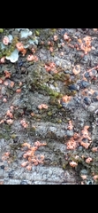 Bionectriaceae