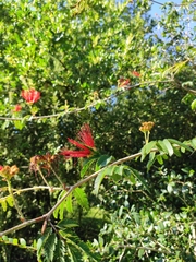 Calliandra tweediei