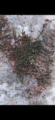 Bionectriaceae