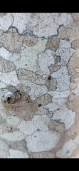 Bionectriaceae