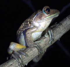 Boophis goudotii