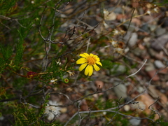 Senecio subulatus