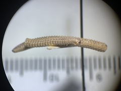 Tynommatidae