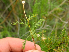 Senecio subulatus