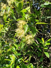 Tripodanthus acutifolius
