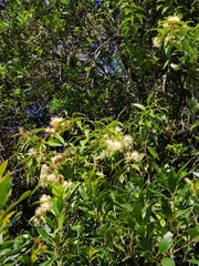 Tripodanthus acutifolius