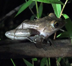 Boophis goudotii