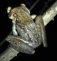 Boophis goudotii