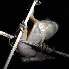 Boophis goudotii