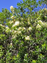 Tripodanthus acutifolius