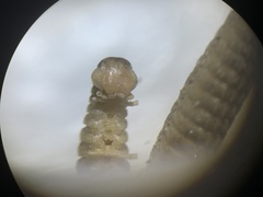 Tynommatidae