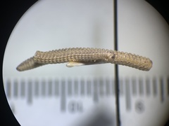 Tynommatidae